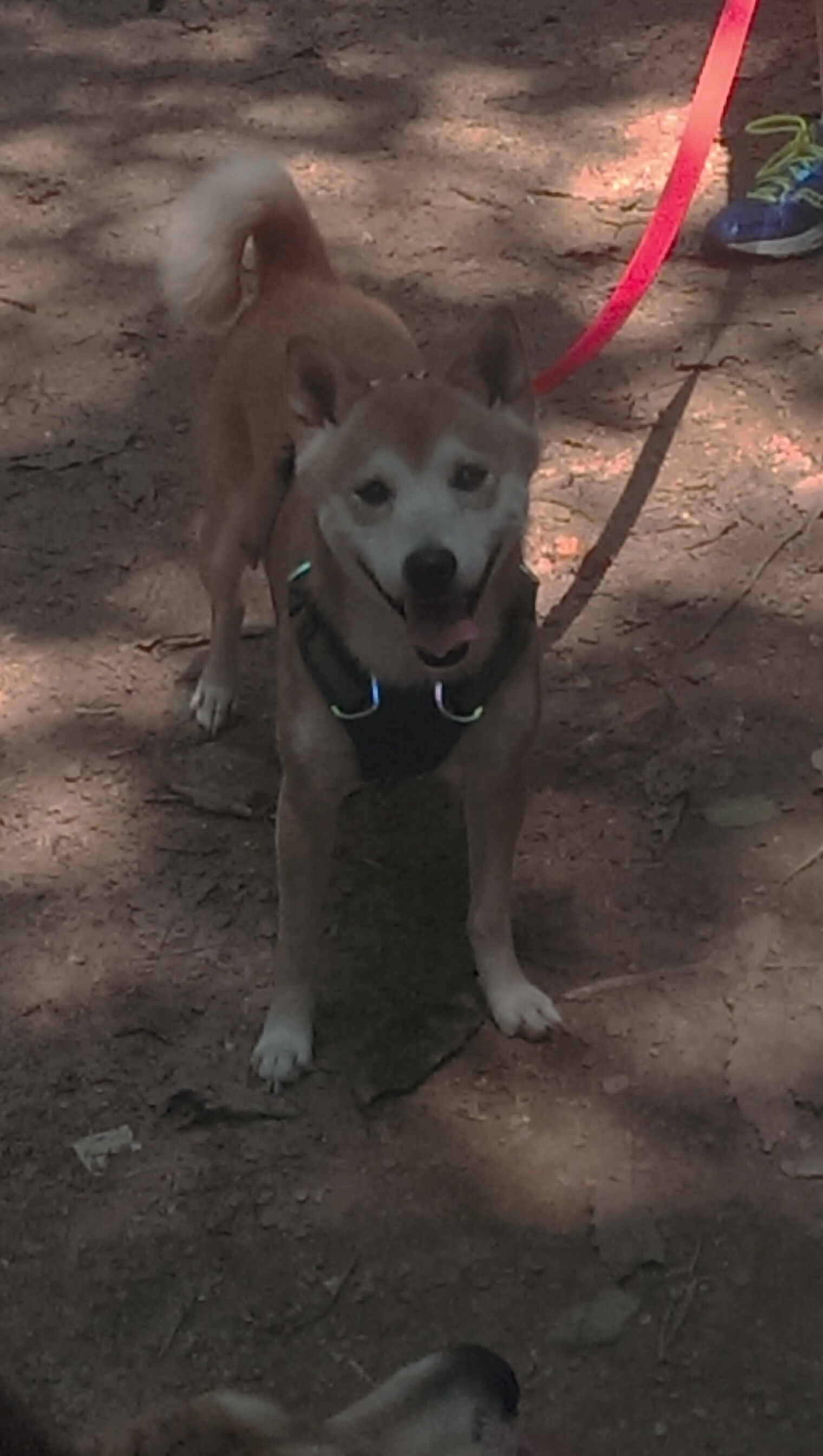 雷霆斩落国王，布克打出生涯之夜，当团队胜利与个人传奇交织